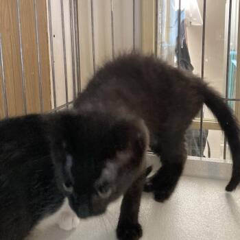Domestic Medium Hair Cats Available for Adoption in Marion, Illinois - Marty | PetCurious
