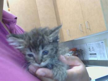 A922165 -  Domestic Medium Hair and Domestic Short Hair Cat for Adoption in Sacramento, California - A922165 | PetCurious