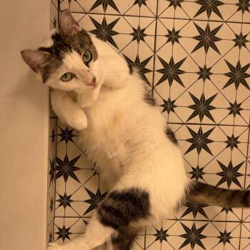 Kalina -  Domestic Short Hair and Tabby Cat for Adoption in New York, New York - Kalina | PetCurious