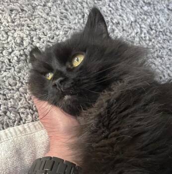 Rescue Domestic Long Hair Cats for Adoption in Huntington, New York - CHUNK | PetCurious