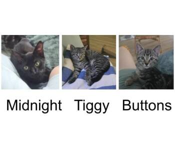 Midnight, Tiggy and Buttons -  Domestic Short Hair Cat for Adoption in Westbrook, Connecticut - Midnight, Tiggy And Buttons | PetCurious