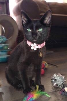 Samantha -  Domestic Short Hair Cat for Adoption in Kansas City, Missouri - Samantha | PetCurious