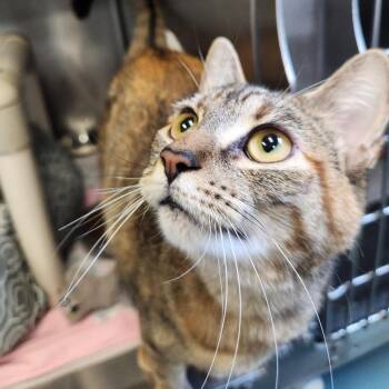 Storm -  Domestic Short Hair Cat for Adoption in Brockton, Massachusetts - Storm | PetCurious
