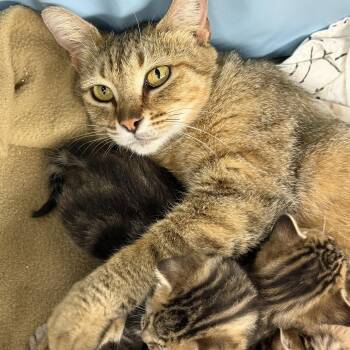 Rescue Domestic Short Hair Cats for Adoption in Apex, North Carolina - Pimento Cheese | PetCurious