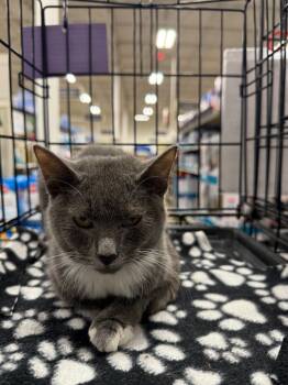 Rescue Domestic Short Hair Cats for Adoption in Augusta, Georgia - Hazey | PetCurious