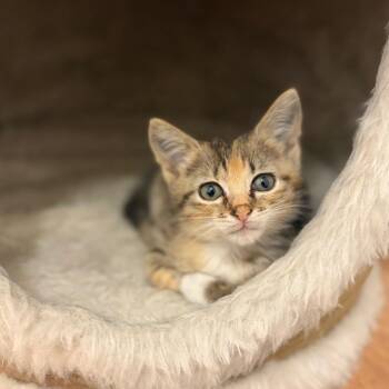 Coral -  Domestic Short Hair Cat for Adoption in Sarasota, Florida - Coral | PetCurious