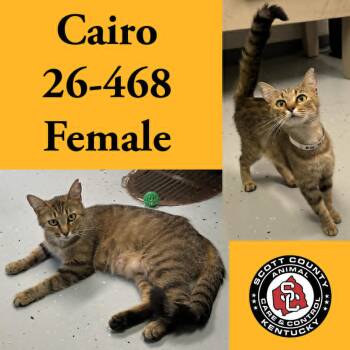 Domestic Short Hair Cats Available for Adoption in Georgetown, Kentucky - Cairo | PetCurious