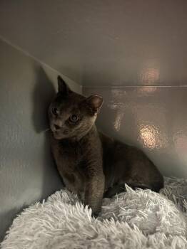 Arabella -  Domestic Short Hair Cat for Adoption in Cloquet, Minnesota - Arabella | PetCurious