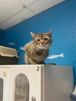 Simba (Bonded with Leo) -  Domestic Short Hair Cat for Adoption in Fort Worth, Texas - Simba (Bonded With Leo) | PetCurious