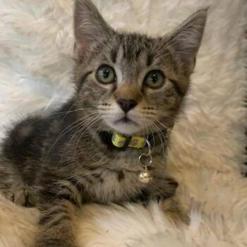 Tabby Cats Available for Adoption - Aliyah | PetCurious