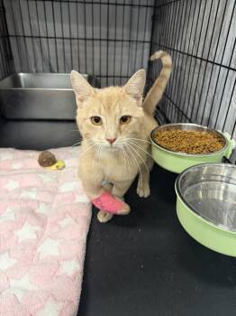 Domestic Short Hair and Tabby Cats Available for Adoption in Emerald Isle, North Carolina - Tippy | PetCurious