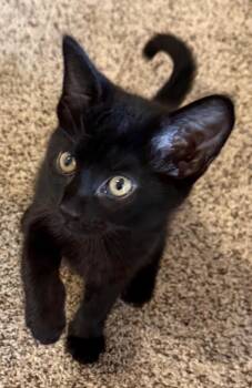 Farah -  Domestic Short Hair Cat for Adoption in Taycheedah, Wisconsin - Farah | PetCurious