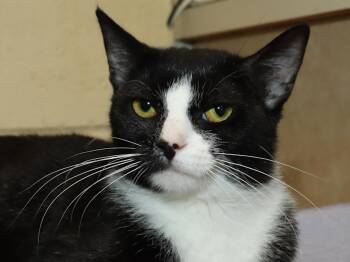 Athena -  Domestic Short Hair Cat for Adoption in Euclid, Ohio - Athena | PetCurious