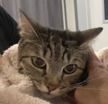 Domestic Short Hair Cats Available for Adoption in Cincinnati, Ohio - Meeko | PetCurious