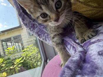 Frannie -  Tabby Cat for Adoption in Cincinnati, Ohio - Frannie | PetCurious