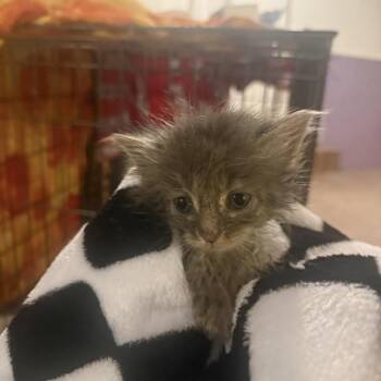Pilsner -  Domestic Medium Hair Cat for Adoption in Uniontown, Pennsylvania - Pilsner | PetCurious