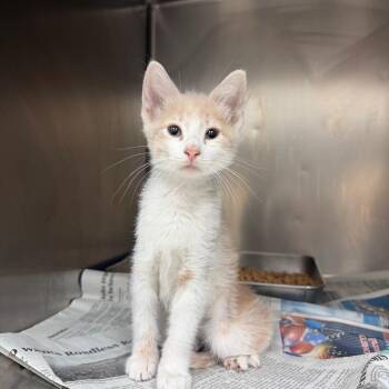 Moth -  Domestic Short Hair Cat for Adoption in Corpus Christi, Texas - Moth | PetCurious