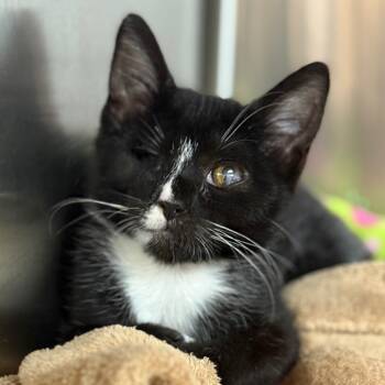 Rescue Domestic Short Hair Cats for Adoption in Cumming, Georgia - Blaze Girl | PetCurious