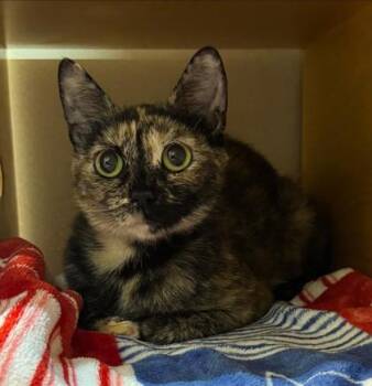 Bethany -  Domestic Short Hair Cat for Adoption in Bellevue, Washington - Bethany | PetCurious