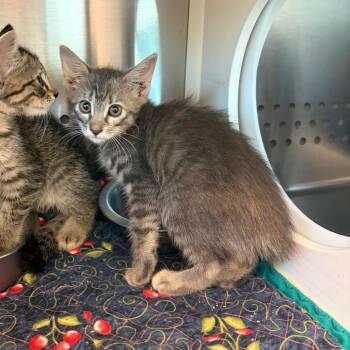 Baklava -  Domestic Short Hair Cat for Adoption in Norman, Oklahoma - Baklava | PetCurious