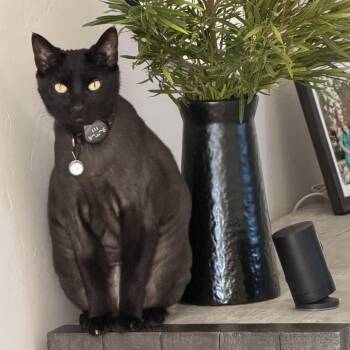 Lucas -  Domestic Short Hair Cat for Adoption in Las Vegas, Nevada - Lucas | PetCurious