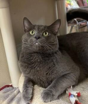 SAMUEL -  Domestic Short Hair Cat for Adoption in Springfield, Massachusetts - SAMUEL | PetCurious
