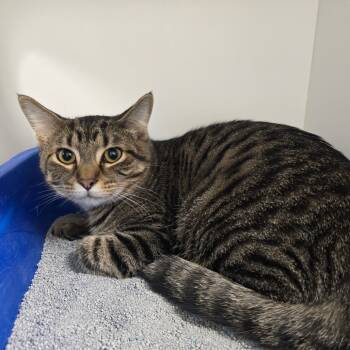 Rescue Domestic Short Hair Cats for Adoption in Jasper, Indiana - Smores | PetCurious