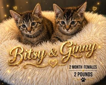 Tabby Cats Available for Adoption in Mesa, Arizona - BITSY & GINNY – 2 MONTH FEMALE GRAY TABBYS @ PETCO, 5011 E. RAY  | PetCurious