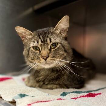 Nermal -  Domestic Long Hair Cat for Adoption in Burgaw, North Carolina - Nermal | PetCurious