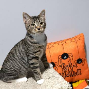 Mimikyu -  Domestic Short Hair Cat for Adoption in Mckean, Pennsylvania - Mimikyu | PetCurious