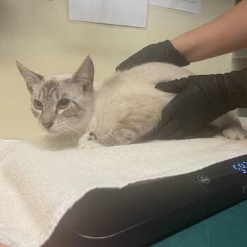 Flamenco -  Domestic Short Hair Cat for Adoption in Pasadena, California - Flamenco | PetCurious