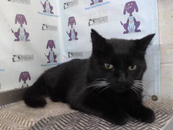 Domestic Short Hair Cats Available for Adoption in Orlando, Florida - BUDDY | PetCurious