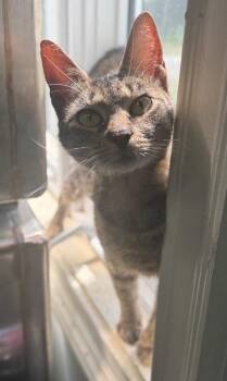 Domestic Short Hair Cats Available for Adoption - Flower | PetCurious