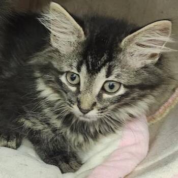 Domestic Short Hair Cats Available for Adoption in Sandy Springs, Georgia - Jade | PetCurious