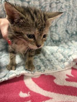 Domestic Short Hair Cats Available for Adoption in Pensacola, Florida - TEDDYI | PetCurious
