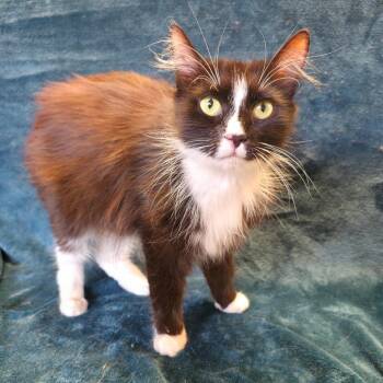 Mama Pixie -  American Bobtail and Domestic Long Hair Cat for Adoption in Mt. Juliet, Tennessee - Mama Pixie | PetCurious