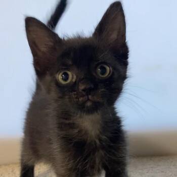 Amethyst -  Domestic Short Hair Cat for Adoption in Washington, Pennsylvania - Amethyst | PetCurious