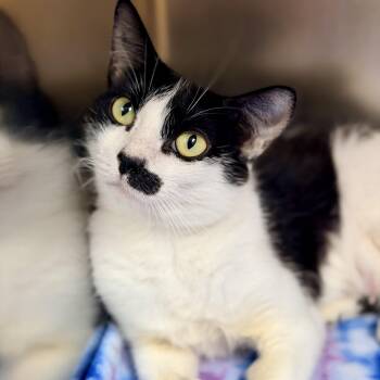 Cookie -  Domestic Short Hair Cat for Adoption in Jackson Township, New Jersey - Cookie | PetCurious