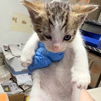 Splash -  Domestic Short Hair Cat for Adoption in Philadelphia, Pennsylvania - Splash | PetCurious