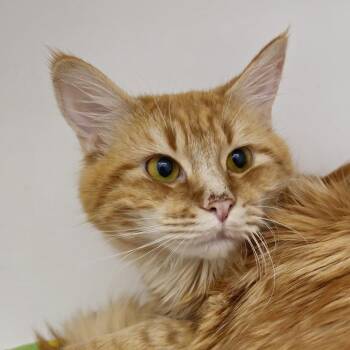Junior (was Tommy) -  Domestic Long Hair Cat for Adoption in Cumming, Georgia - Junior (was Tommy) | PetCurious