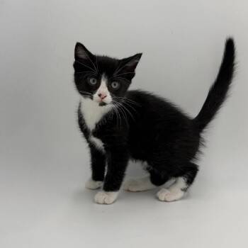 Ember -  Domestic Short Hair Cat for Adoption in State College, Pennsylvania - Ember | PetCurious