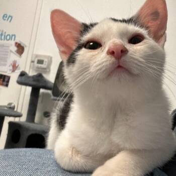 Yogurt -  Domestic Short Hair Cat for Adoption in Salt Lake City, Utah - Yogurt | PetCurious