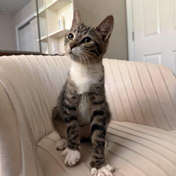 Snickers -  Domestic Short Hair Cat Available for Adoption in Absecon, New Jersey - Snickers | PetCurious