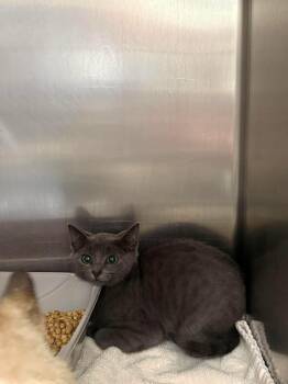 Liv -  Domestic Short Hair Cat for Adoption in Burgaw, North Carolina - Liv | PetCurious