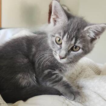 Mayzie -  Domestic Short Hair Cat for Adoption in Belleville, Illinois - Mayzie | PetCurious