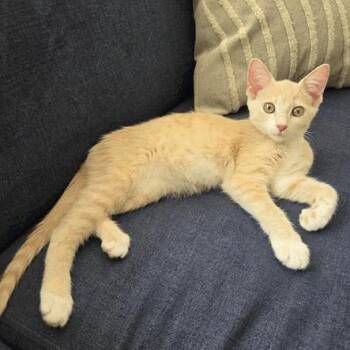 Tobie -  Domestic Short Hair Cat for Adoption in New York, New York - Tobie | PetCurious