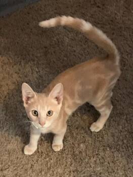 Dawson -  Tabby Cat for Adoption in Gilbert, Arizona - Dawson | PetCurious