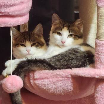 Rescue Domestic Short Hair Cats for Adoption in Lake Orion, Michigan - Kaduna & Kapusta (Bonded Pair) | PetCurious