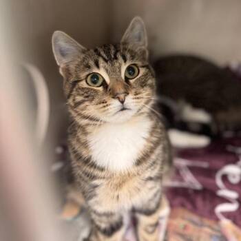 Screech -  Domestic Short Hair Cat for Adoption in Pottsville, Pennsylvania - Screech | PetCurious