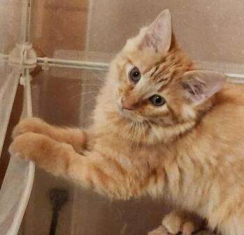 Tag -  Domestic Medium Hair Cat for Adoption in Candler, North Carolina - Tag | PetCurious
